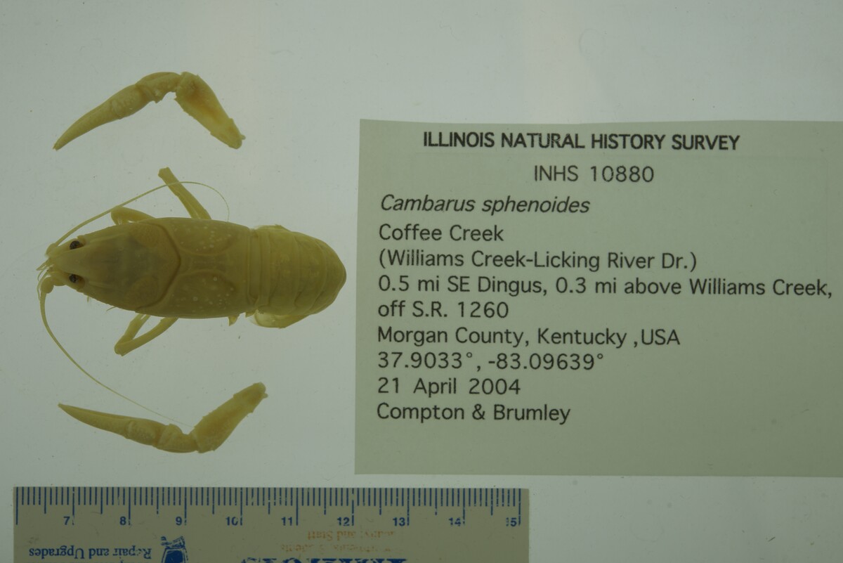 Cambarus sphenoides image